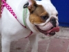 NextGen ScrollGallery thumbnail